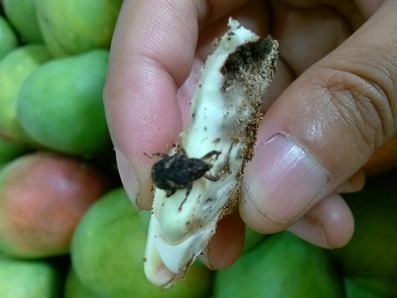 Mango seed inspection